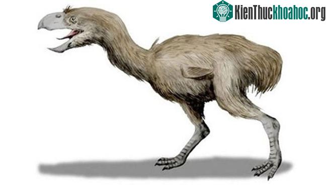 Phorusrhacid