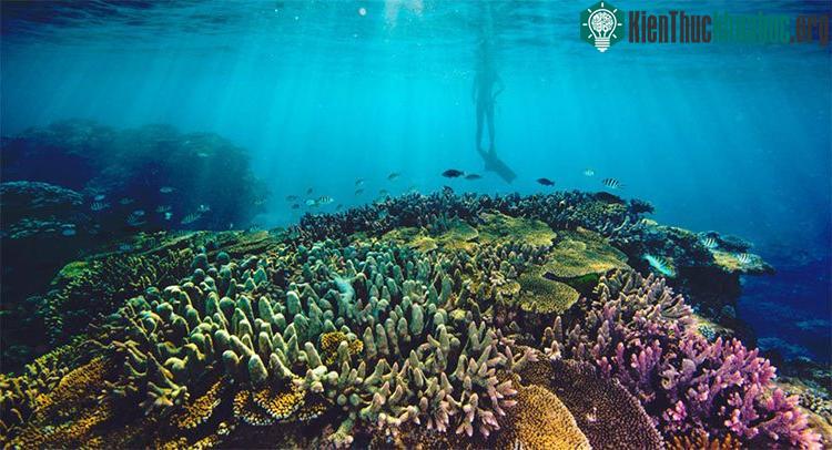 Rạn san hô Great Barrier, Australia