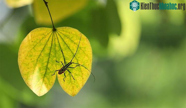 Những khoảnh khắc mùa thu Hà Nội đẹp nao lòng ảnh 9
