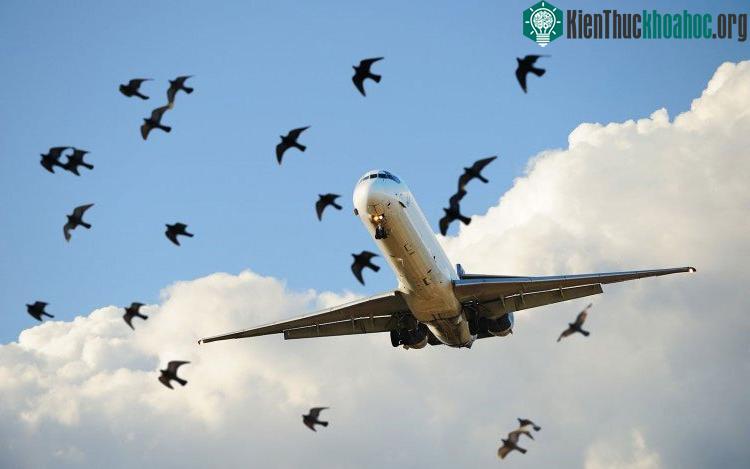 Để bay được thì cả máy bay và chim đều phải thắng được lực hút Trái đất.