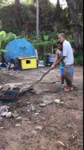 Con trăn gấm khổng lồ mắc kẹt trong lưới.
