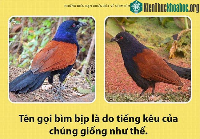 Tên gọi của chim bìm bịp do tiếng kêu của chúng như thế