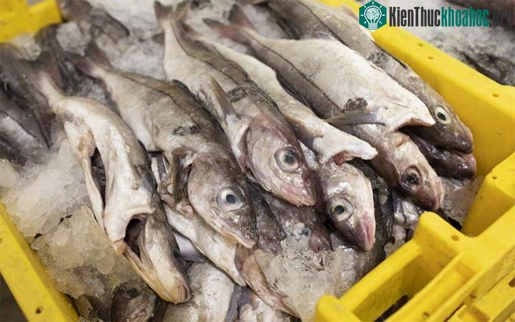 Những con cá bị câu lên rõ ràng là có khả năng săn bắt mồi kém hơn nhiều.