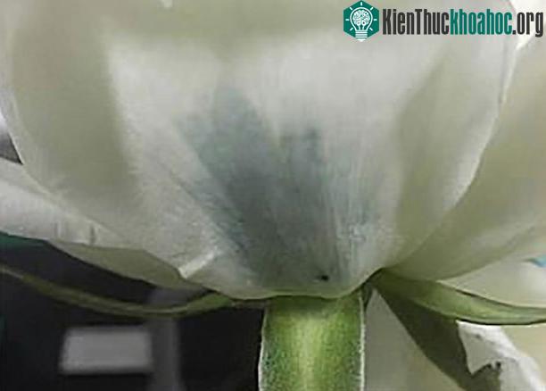 Bông hồng trắng sau khi được thực hiện các kỹ thuật chỉ có phần tiêm là đã có thể ngả màu sang màu xanh đen.