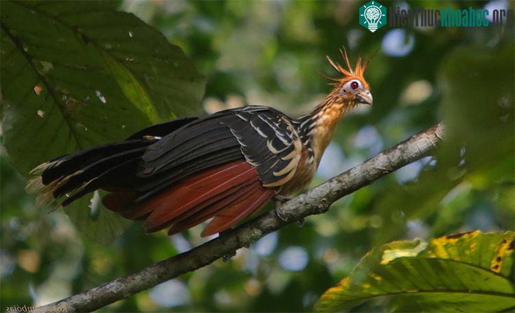 Chim Hoatzin