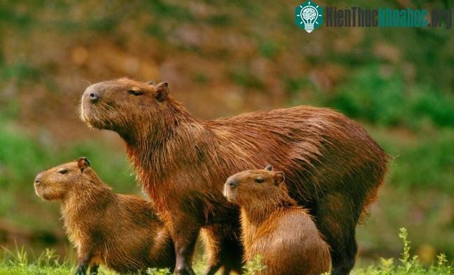 Chuột lang nước cũng có một phương pháp ngăn ngừa ung thư đặc biệt