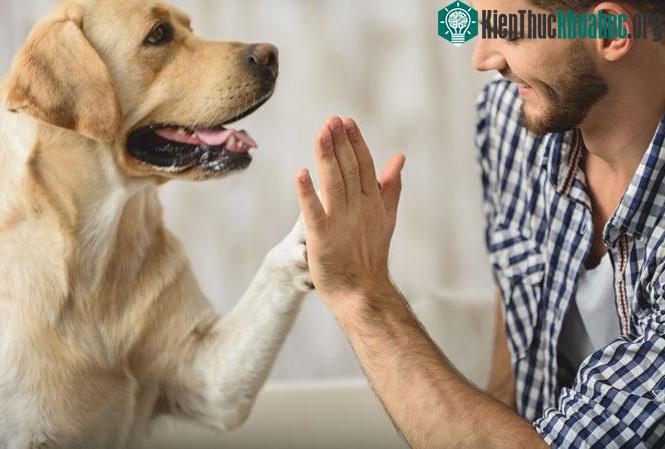 Chó là người bạn thân thiết của con người.
