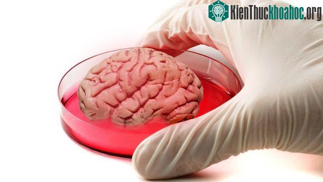 Tại thời điểm này, bộ não được tạo ra nhằm mục đích nghiên cứu khoa học. (Ảnh minh họa).