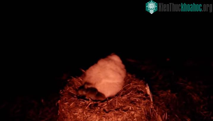 Đàn chuột xúm lại ăn thịt chim non. (Ảnh: RSPB).