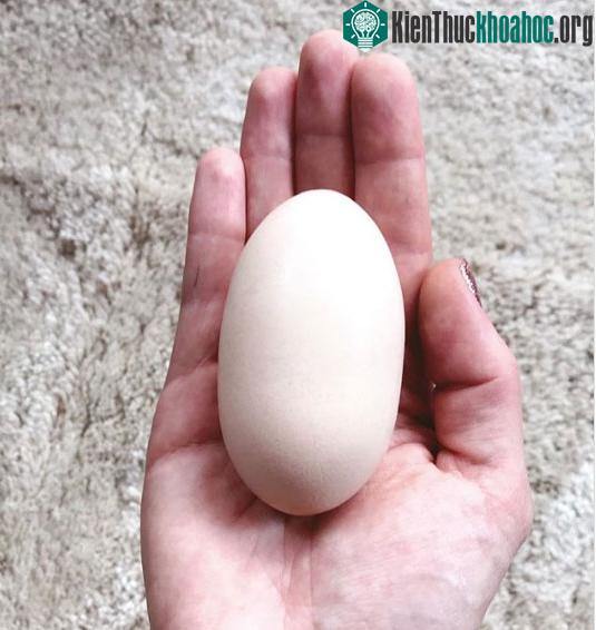 Quả trứng với hình thù kỳ lạ.