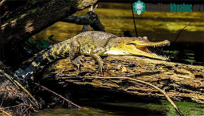 Đây được cho là hình ảnh loài cá sấu mới có tên khoa học Mecistops leptorhynchus.
