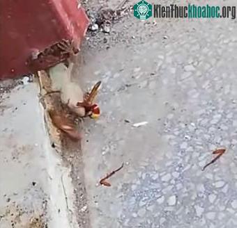 Cận cảnh pha đột kích của con thằn lằn màu trắng. (ảnh cắt từ clip).