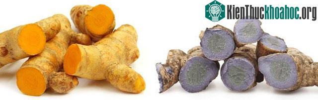 Nghệ đen và nghệ vàng đều có công dụng hỗ trợ chữa bệnh. (Ảnh: TBN).