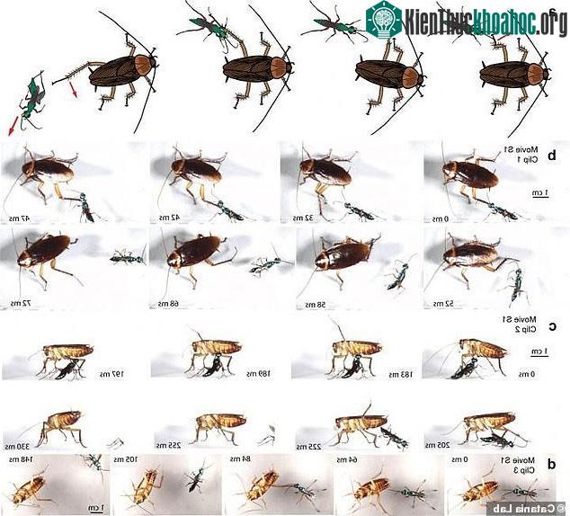 Cơ chế phản kháng này hiệu quả chỉ 63% đối với những con gián trưởng thành.