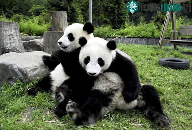 Gấu trúc rất thích bạn tình hát cho nghe khi quan hệ.