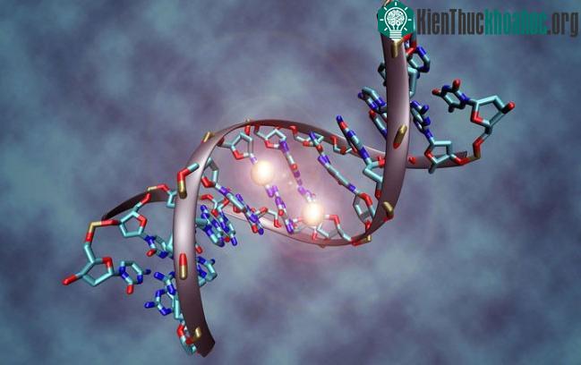 Tế bào miễn dịch phản ứng với protein Cas9 nên ta chưa thể dùng công nghệ CRISPR trên người.
