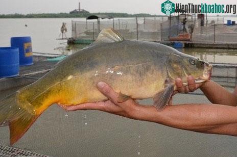 Một cá thể cá chép ma được đưa vào nuôi bán.
