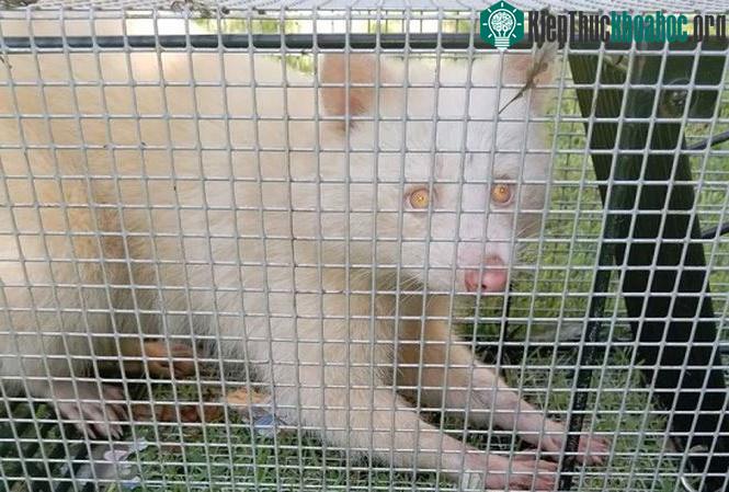 Tỉ lệ sống sót của gấu mèo bạch tạng là 1/ 730.000, nên nó là con vật cực kỳ quí hiếm.