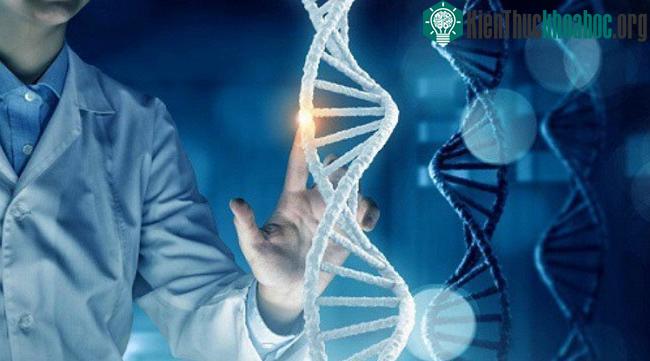Một zygote là tế bào đầu tiên từ cơ thể người phát triển.