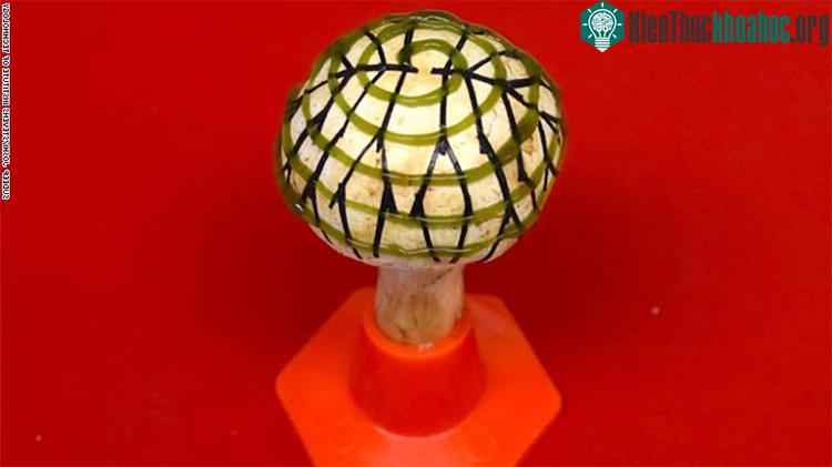 Cây nấm được gắn vi khuẩn cyanobacteria và mạch điện.