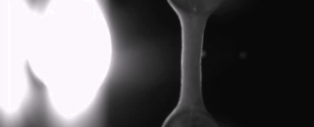 Các nhà khoa học vừa nuôi được một mô cơ tim nhân tạo đập như thật.