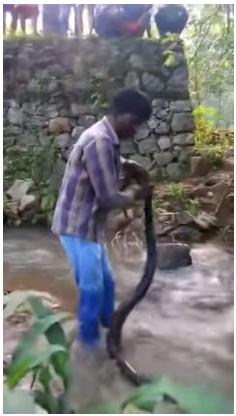 Sau một hồi vật lộn, Suresh kéo thành công con rắn lên bờ.