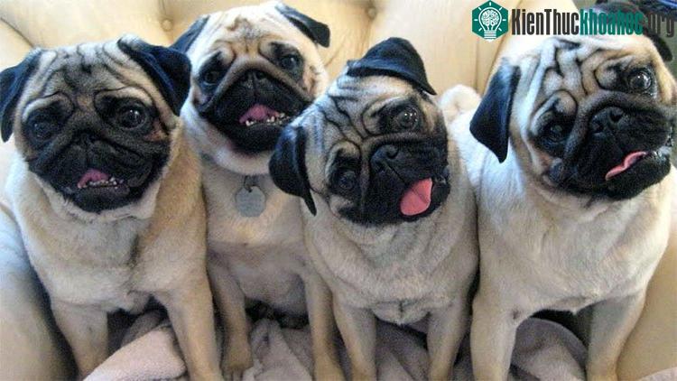 Độ nghiêng đầu cũng có thể là một phản ứng với các tín hiệu thị giác, không chỉ là thính giác.