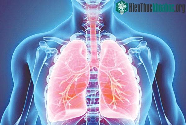 Nhờ tế bào gốc hy vọng sẽ khắc phục tình trạng thiếu hụt nguồn hiến tạng.