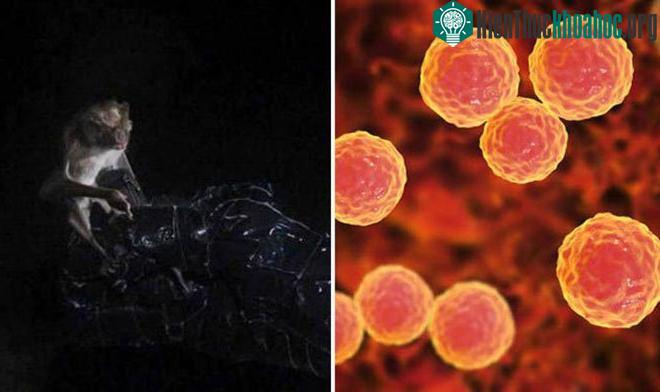 Mầm bệnh Bartonella.