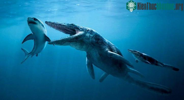 Tylosaurus được coi là quái vật có sức mạnh vô song ở đại dương cách đây 85 triệu năm.
