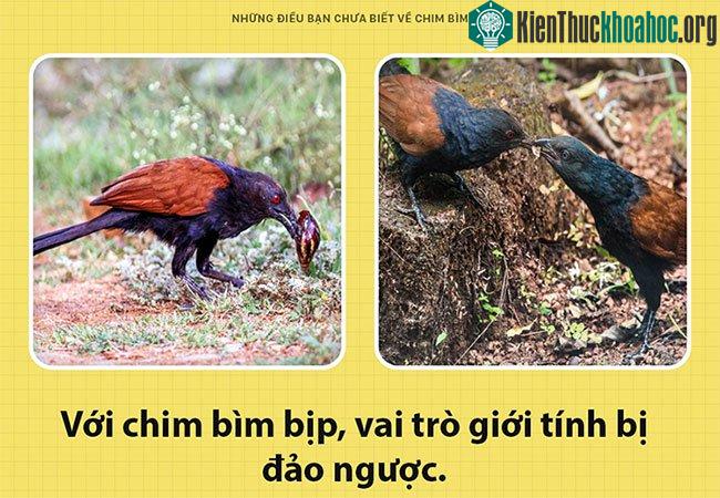 Với chim bìm bịp, vai trò giới tính bị đảo ngược