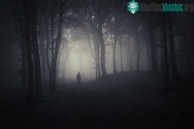 Nyctohylophobia