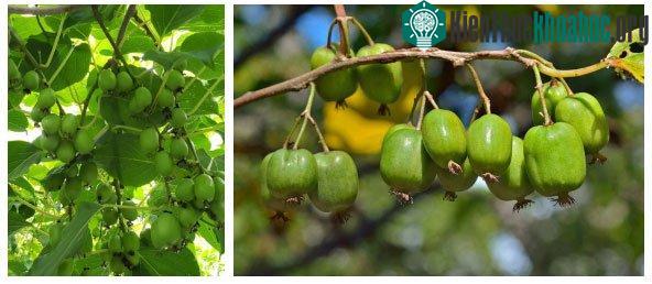 Nhưng tên cúng cơm của nó thực chất ra là kiwi berry.