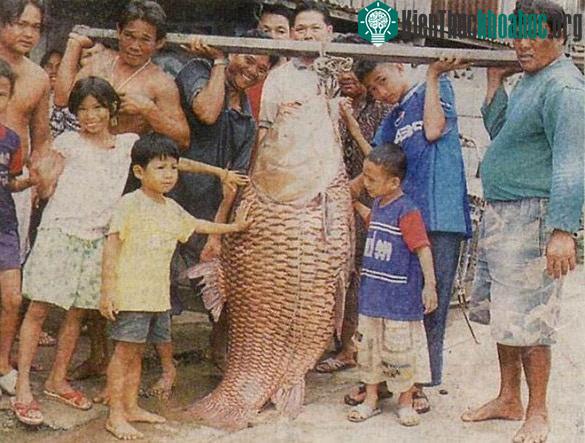 Loài cá này có tên khoa học là Catlocarpio siamensis.