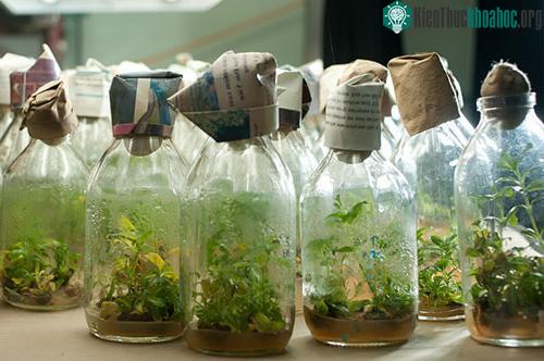 Đèn chiếu sáng phổ phù hợp cây sẽ khỏe, đồng đều hơn.