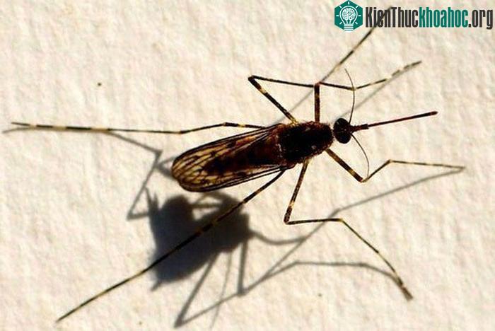 Với những con bọ ngựa sắp chết, quá trình bơm tinh trùng sang con cái sẽ được đẩy nhanh hơn.