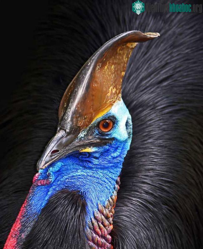 Chim Cassowaries