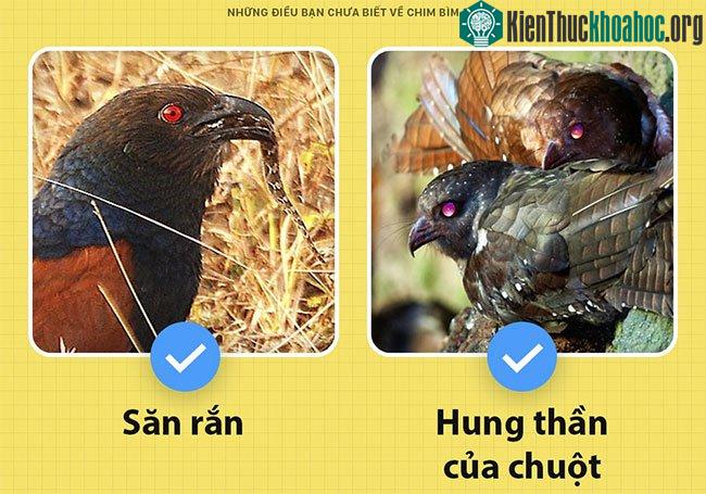 Món ăn khoái khẩu của chim bìm bịp là rắn và chuột