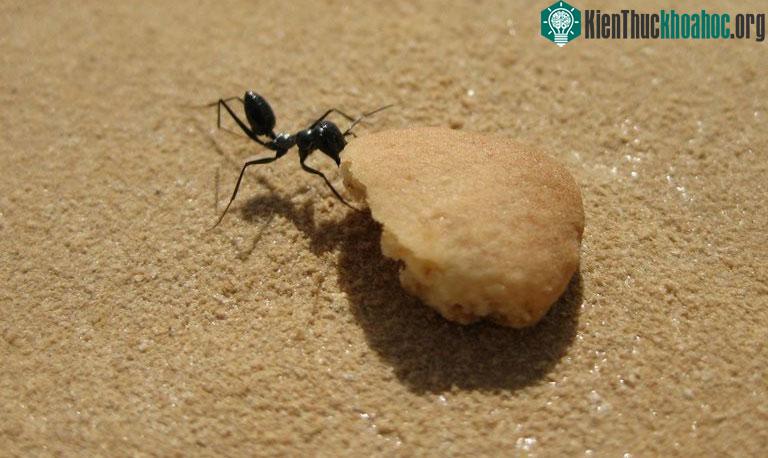 Gặp thức ăn là kiến sẽ quên hết.