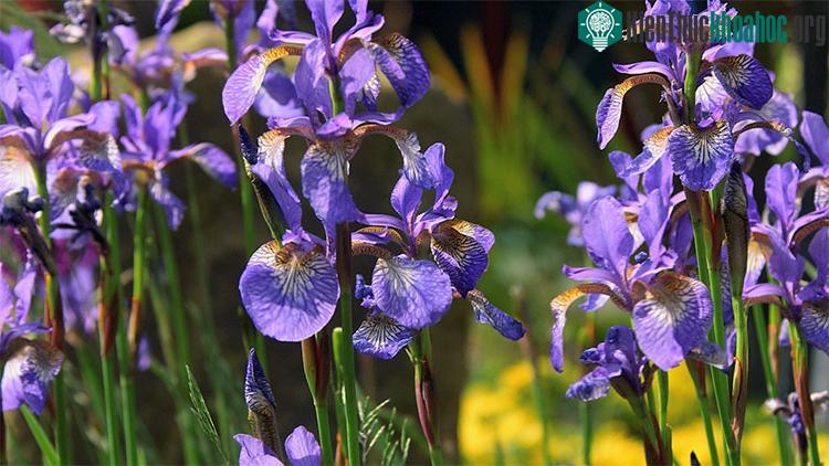 Củ hoa Iris.