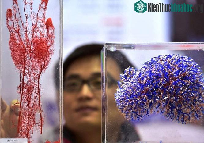Công nghệ y sinh học đã đạt được một số tiến bộ trong việc đảo ngược quá trình lão hóa. (ảnh: Independent).