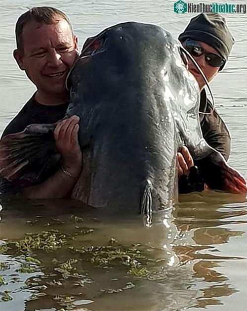 Con cá nheo này chiều dài cơ thể lên đến 2,4m và nặng tới 110kg.