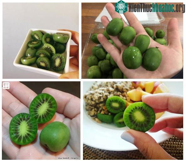 Khi bổ đôi quả, thật sự ai cũng bất ngờ vì phần thịt bên trong lại chẳng khác gì kiwi.