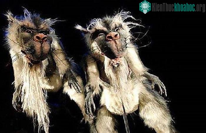 Bunyip là quỷ dữ hay thiên thần trong tâm trí của thổ dân Australia.