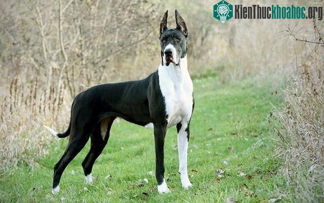 Chó Great Dane phát triển rất nhanh, khiến chúng có nguy cơ mắc các vấn đề về xương khớp.