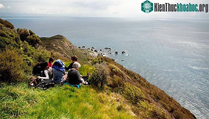 Chim Kiwi.
