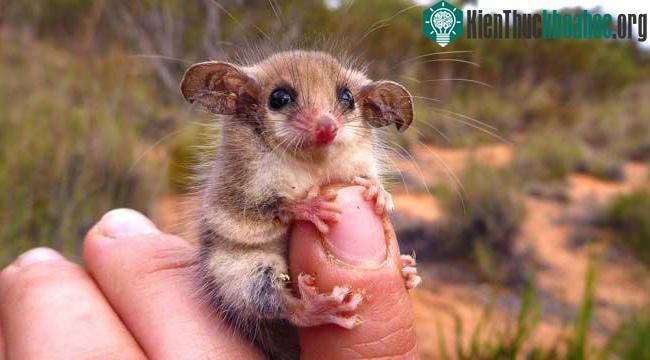 Quokka