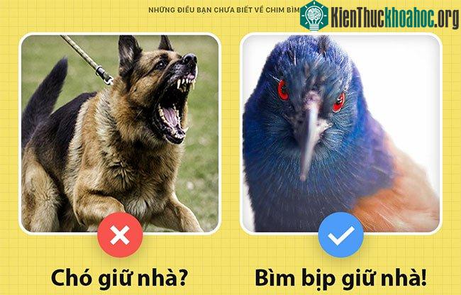Chim bìm bịp có thể giữ nhà thay chó