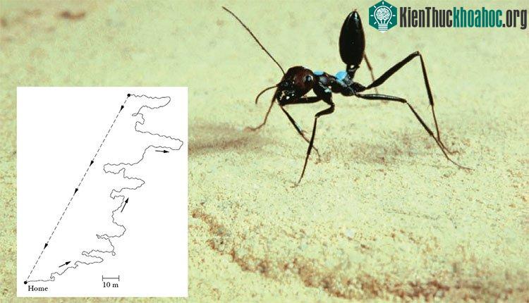Kiến Cataglyphis fortis giải được cả toán lượng giác.