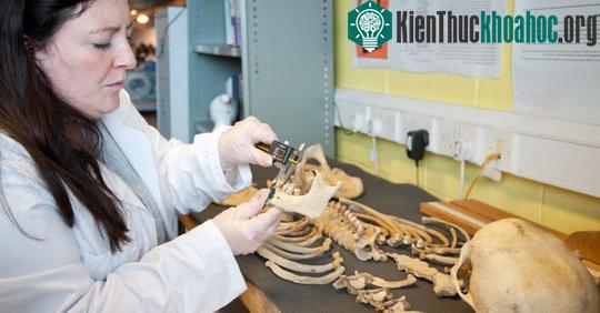Một bộ hài cốt được phân tích trong phòng thí nghiệm - (ảnh: HS2 Archaeology).